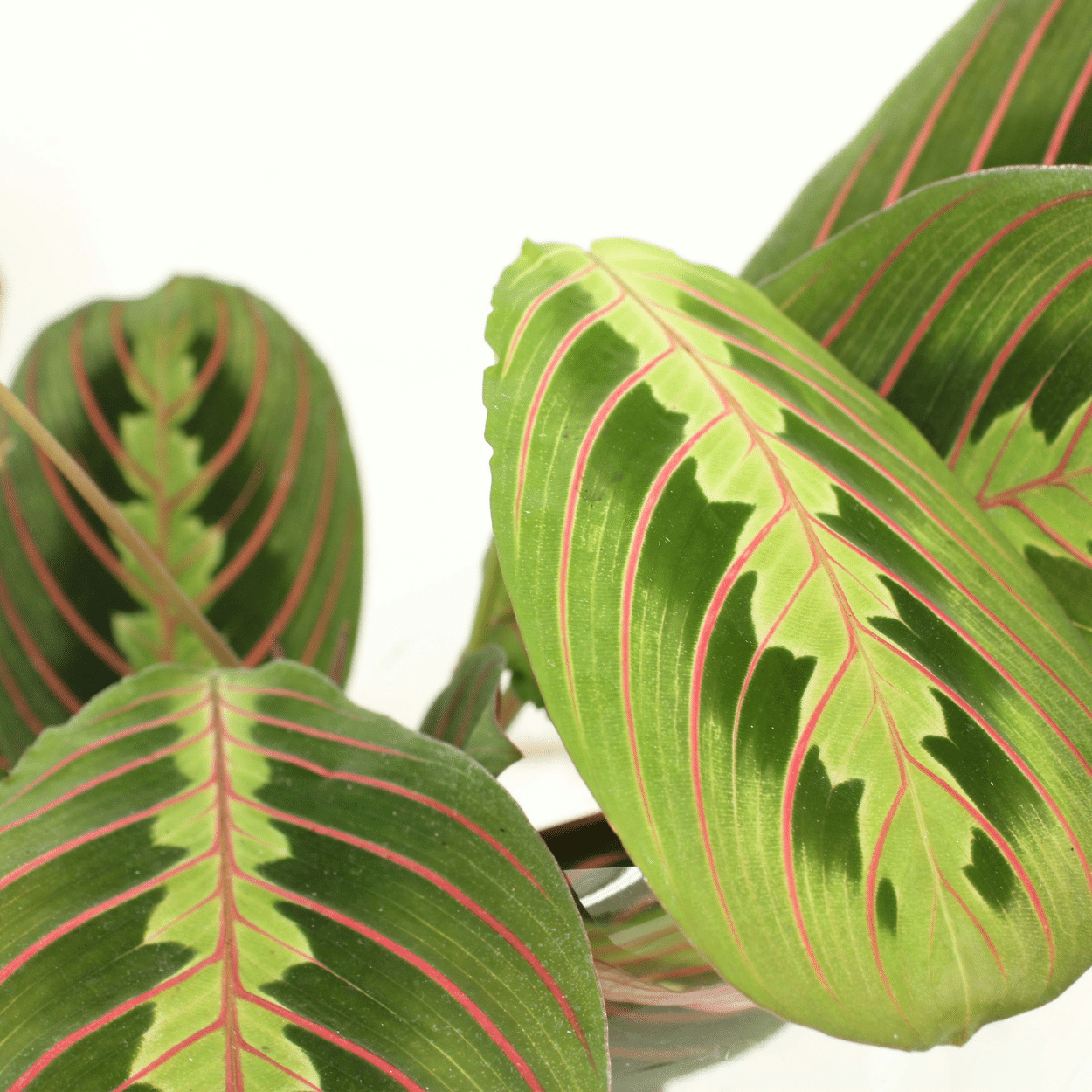 Maranta Fascinator (Arrowroot) - 2 pezzi - Ø12cm - ↕20cm