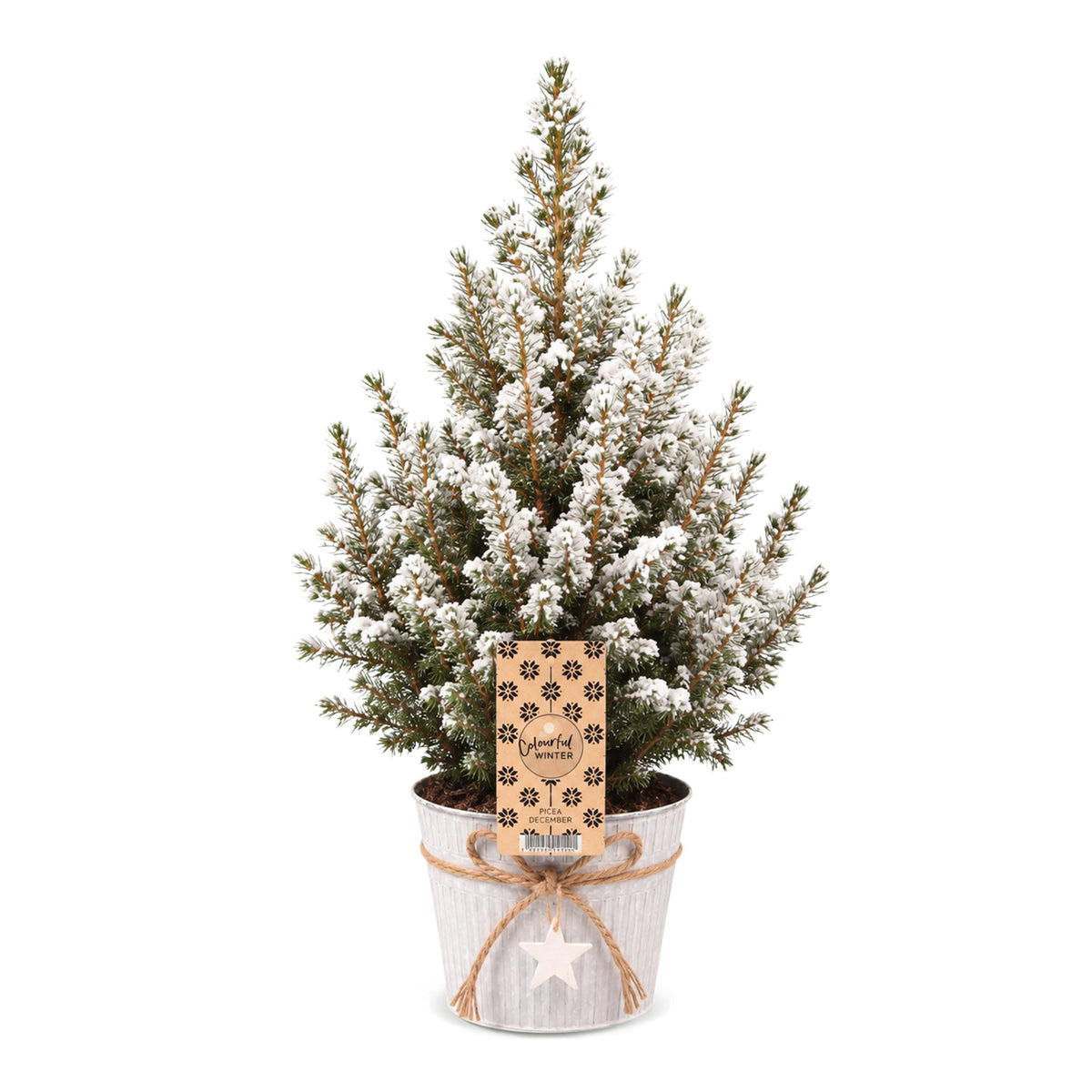 Picea glauca Conica - Kegelspar - Groen - Wit - Kerstboom - incl. zinken pot - Ø17cm - ↕65cm