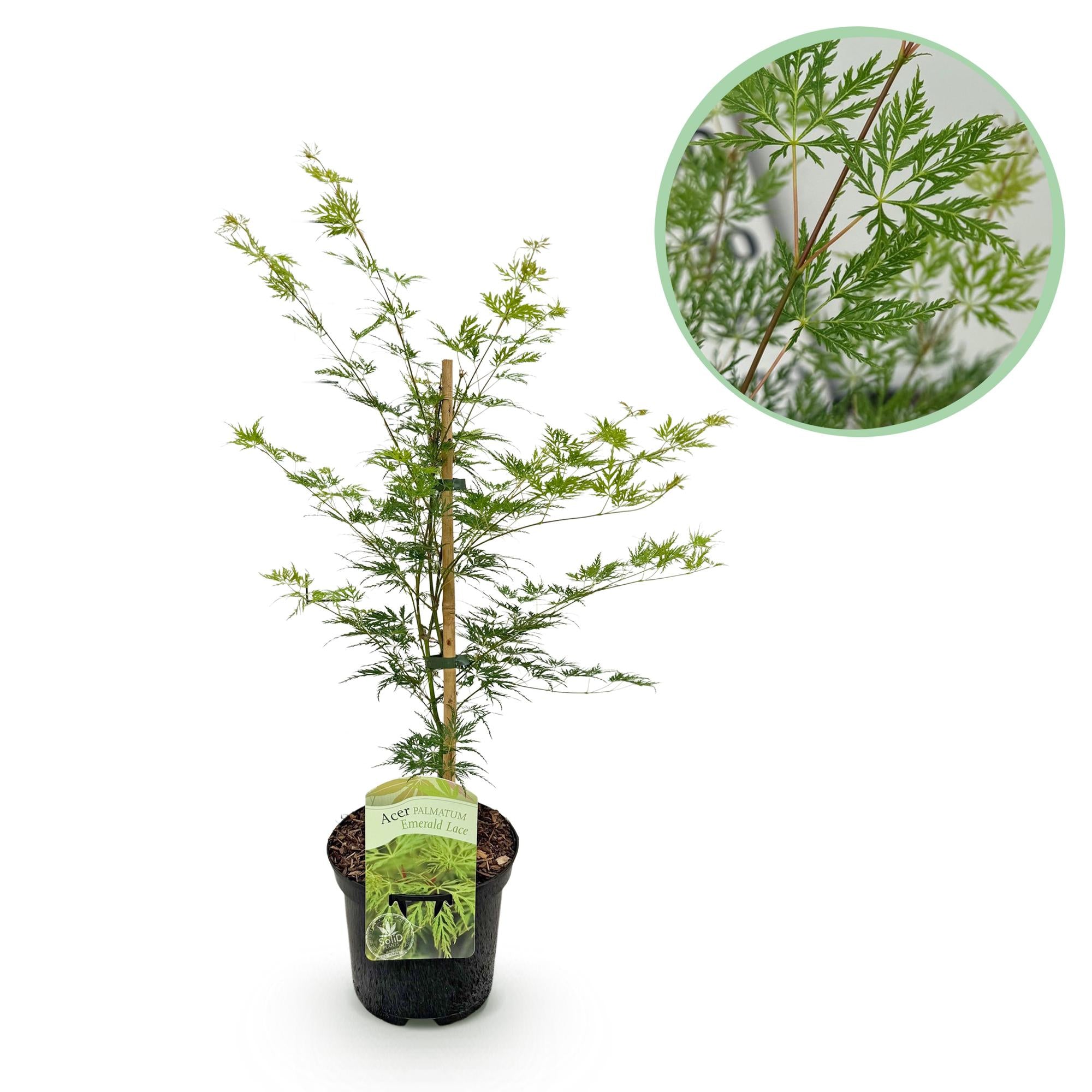 Green boutiQ - Terrassenpflanze - Japanischer Ahorn - Acer palmatum Emerald Lace - Grün - 1 Pflanze - Laubabwerfend - Topf 19cm Höhe 70cm