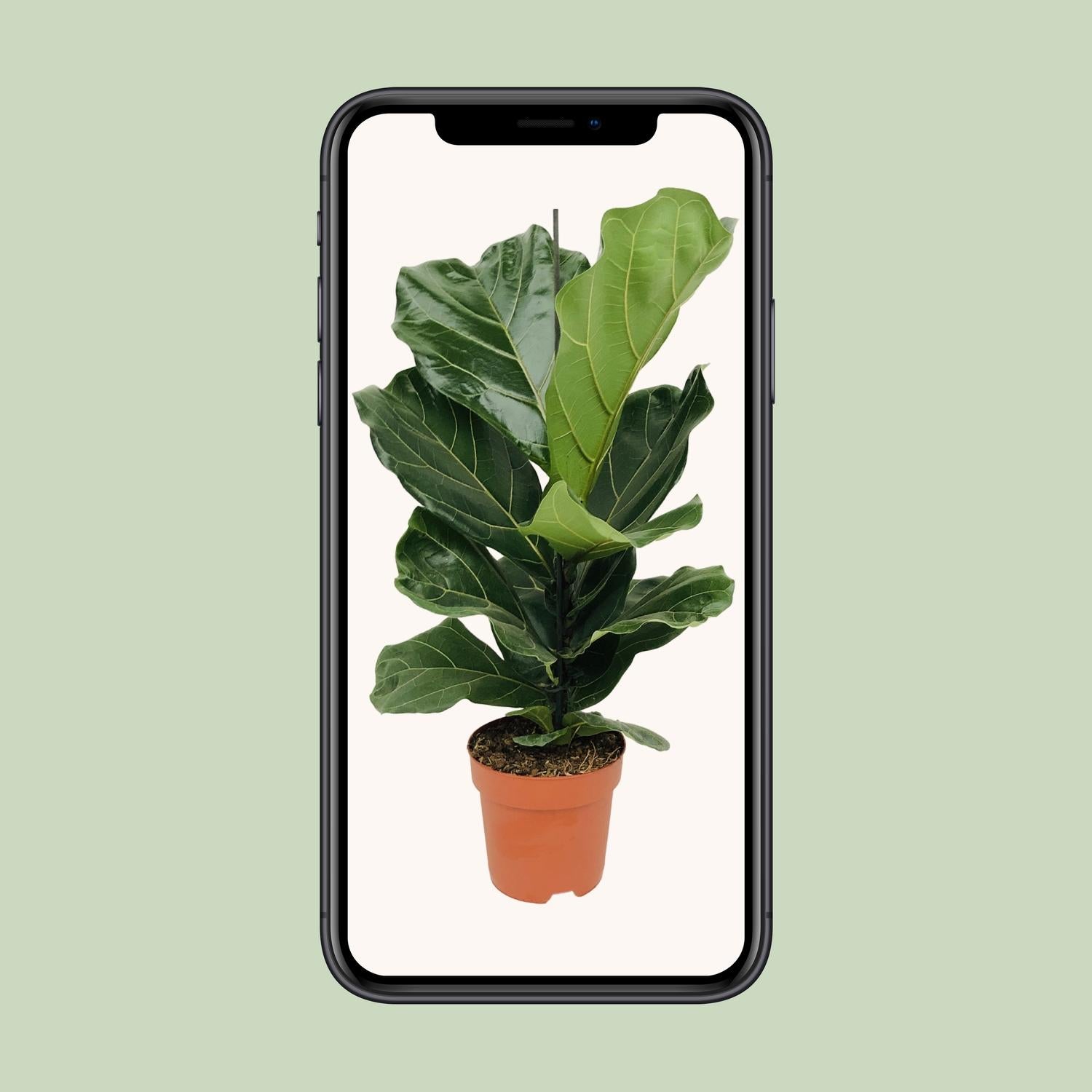 Ficus Lyrata - Ø17 cm - ↕75 cm