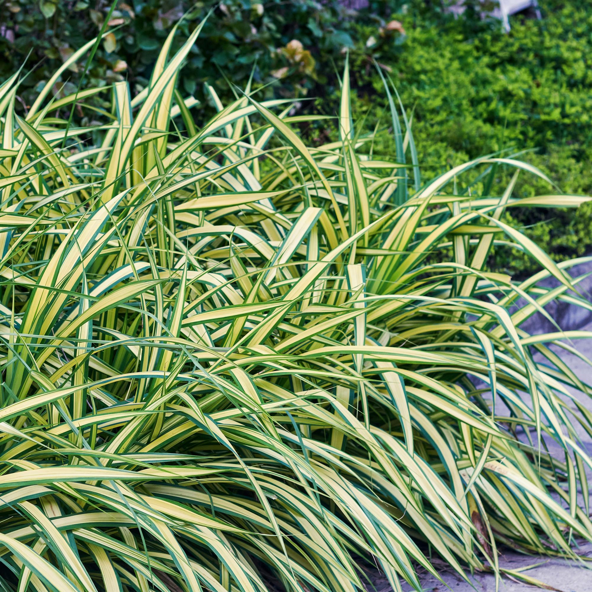 Carex oshimensis Evergold - Geel & Groen - 1 Plant - Groenblijvend - Winterhard - Pot 17cm Hoogte 50cm