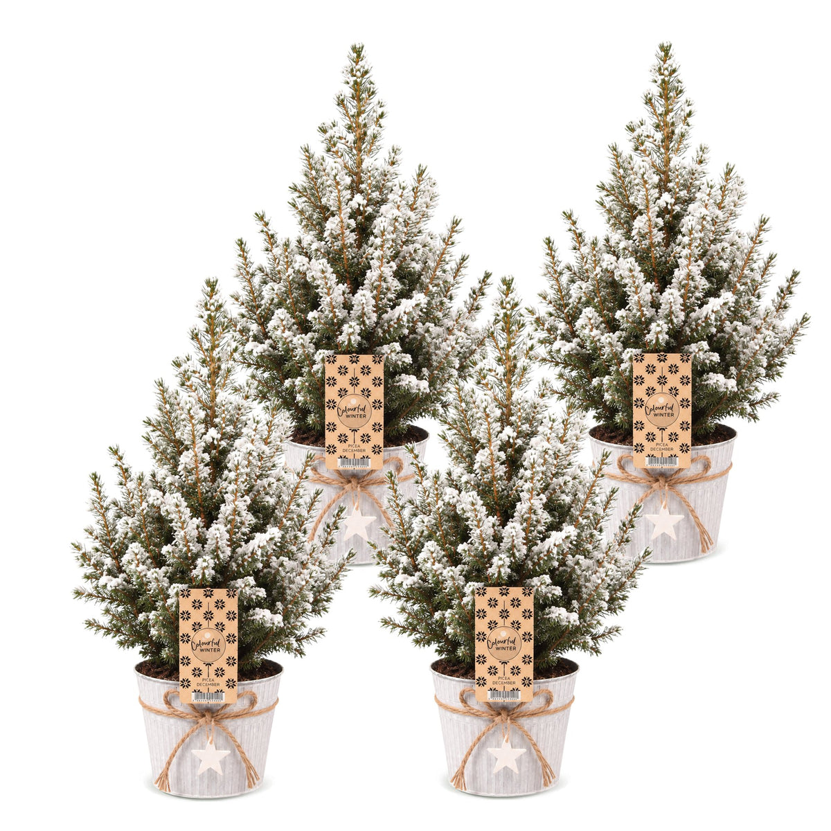 Picea glauca Conica - 4x Kegelspar - Groen - Wit - Kerstboom - incl. zinken pot - Ø17cm - ↕65cm