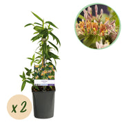 Kamperfoelie - Lonicera henryi - Bloem Roze - Weinig onderhoud - 2 planten - Pot 11cm Hoogte 40cm