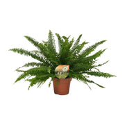 Nephrolepis Dame Verte - Ø17cm - ↕40cm
