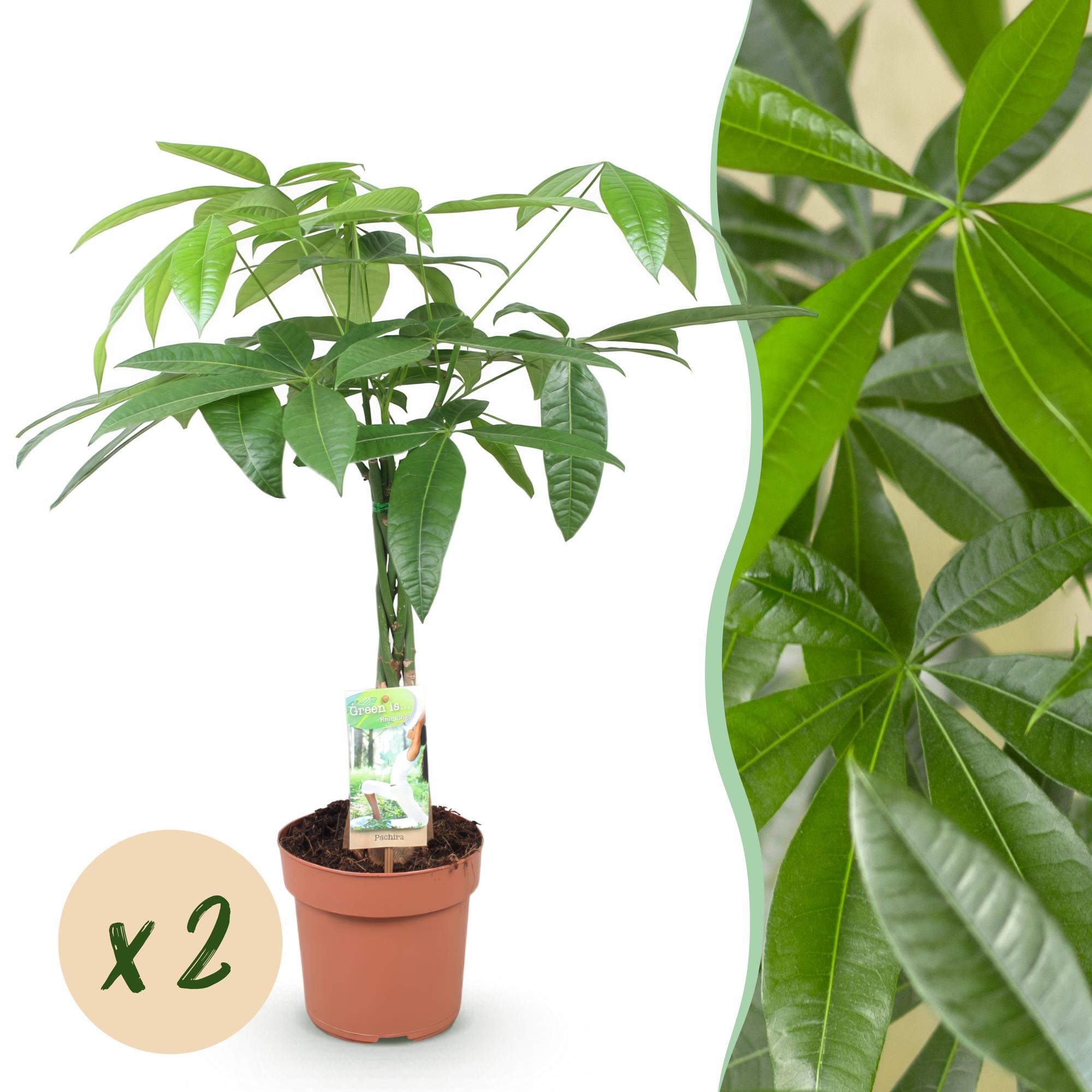 Pachira Aquatica gevlochten stam - Geldboom - Pot 17cm - Hoogte 60-70cm 2x