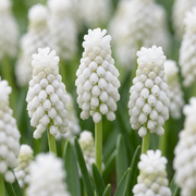 50x Muscari White Magic - Cebule kwiatowe - Biały hiacynt winogronowy - Biały - Cebula naturalizująca - Rozmiar cebuli 6/7