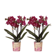 Kolibri Orchids | Combi Deal - 2 Paarse Phalaenopsis Orchideeën Blossom Chamonix - Ø9 cm