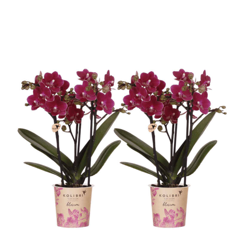 Kolibri Orchids | Combi Deal - 2 Paarse Phalaenopsis Orchideeën Blossom Chamonix - Ø9 cm