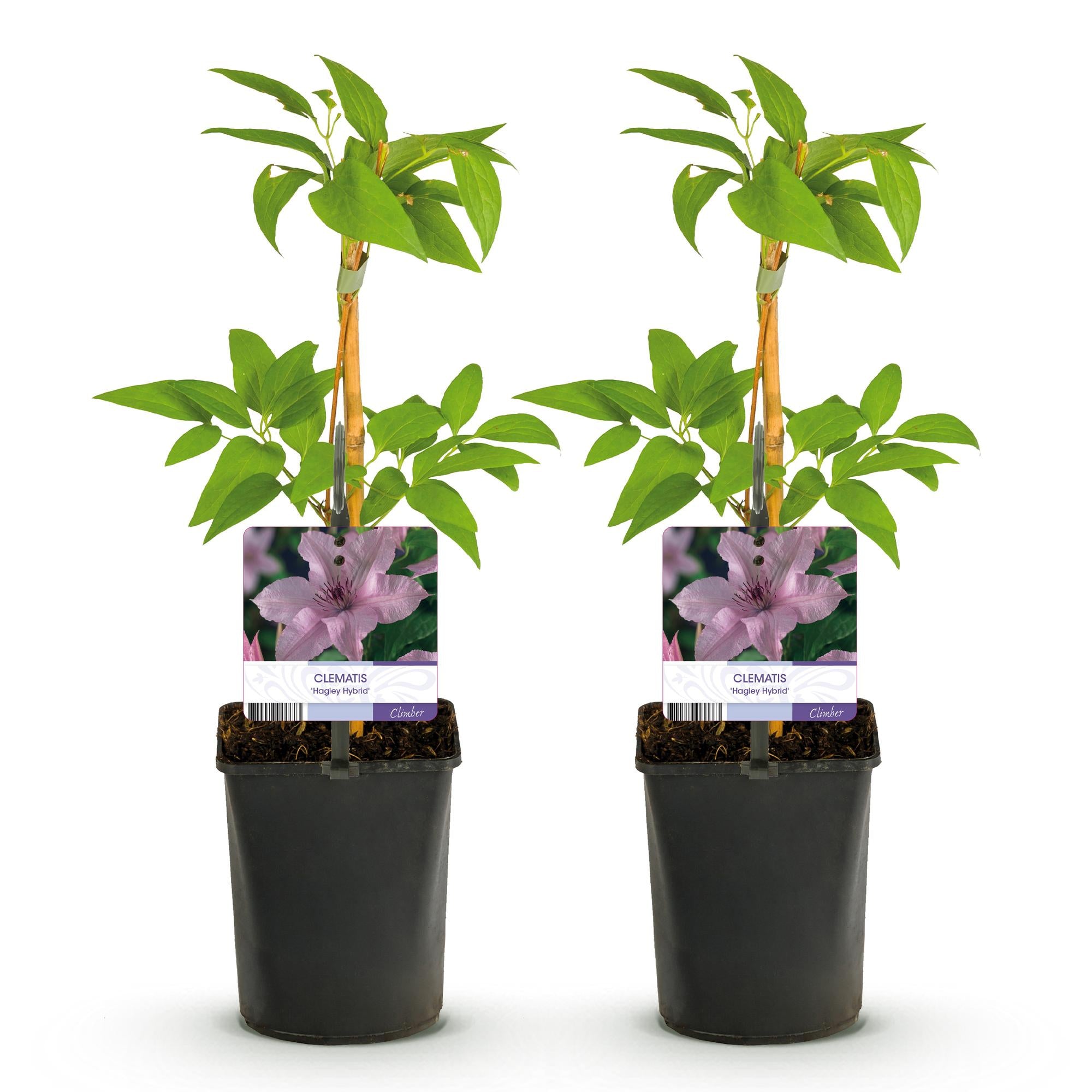 Clematis Hagley Hybrid - Bloem Roze - Weinig onderhoud -2 planten -  Pot 11cm Hoogte 40cm