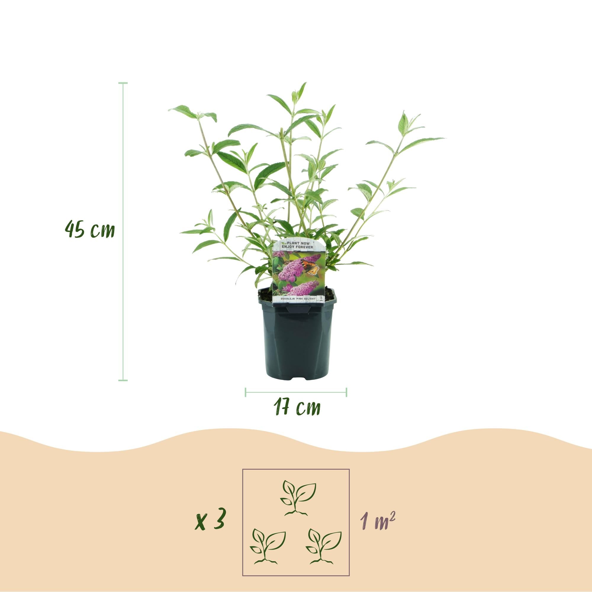 Buddleja davidii Pink Delight - Vlinderstruik - Winterhard - Roze - 3 Planten - Pot 17cm - Hoogte 45cm