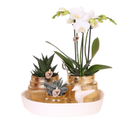 Kolibri Orchids | Gift Set Allure Shiny Goud - Witte Phalaenopsis Orchidee Mineral Amabilis & Succulenten