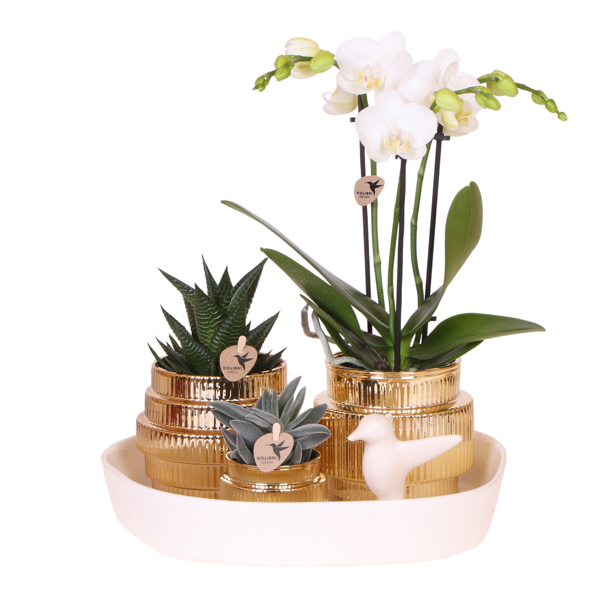 Kolibri Orchids | Gift Set Allure Shiny Goud - Witte Phalaenopsis Orchidee Mineral Amabilis & Succulenten