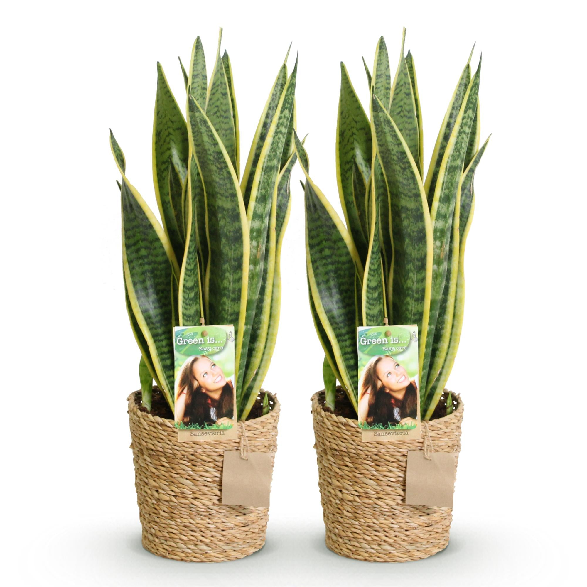 Sanseveria Laurentii - Vrouwentong - Weinig onderhoud - met mand - Groen - 2 Planten - Pot 17cm - Hoogte 60-70cm