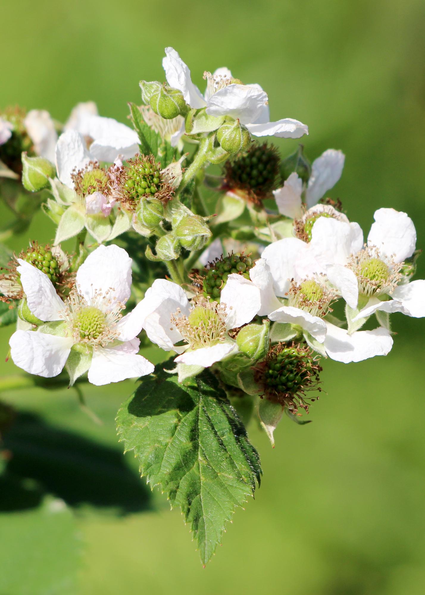 Rubus idaeus 'Malling Promise' - Raspberry - Ø13cm - ↕45cm