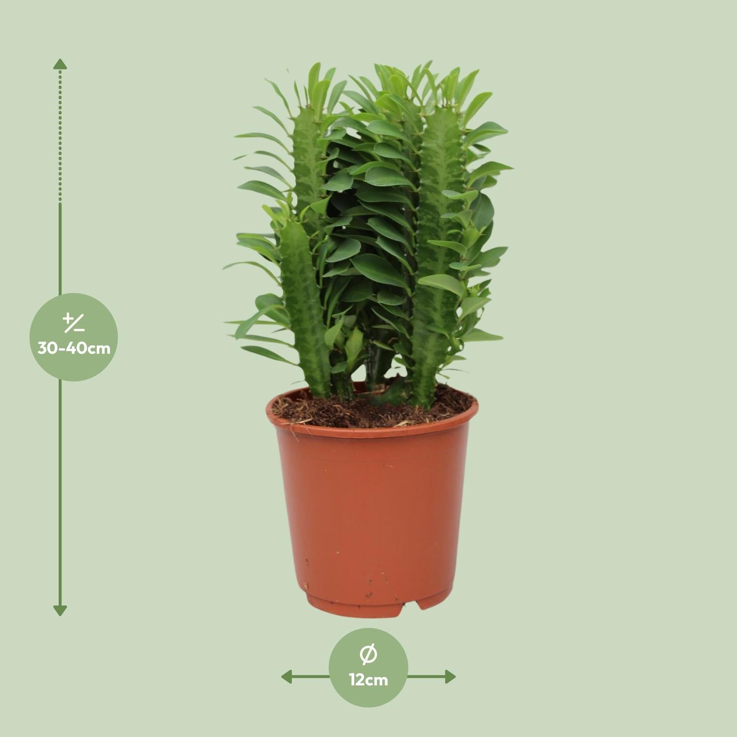 Euphorbe Trigona - Ø12cm - ↕40cm