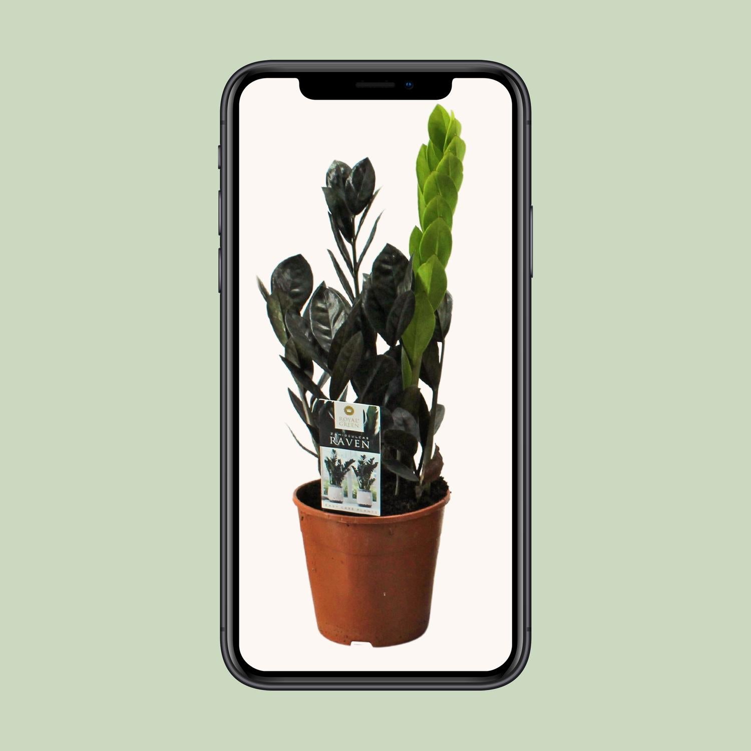 Corvo Zamioculcas - Ø14cm - ↕45cm