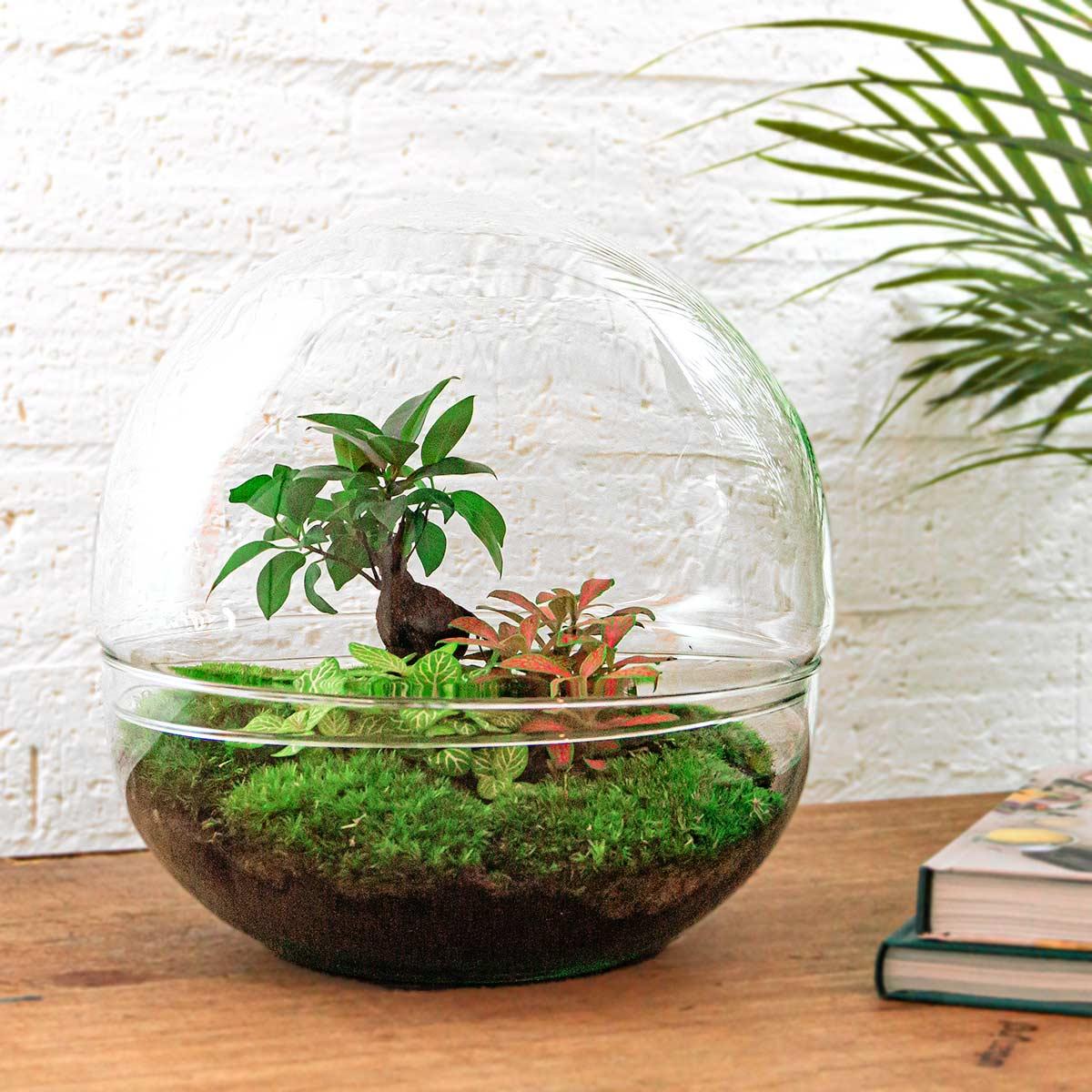 DIY-Terrarium – Kuppel XL – Ficus Ginseng Bonsai – ↕ 28 cm – Rechen + Schaufel + Pinzette