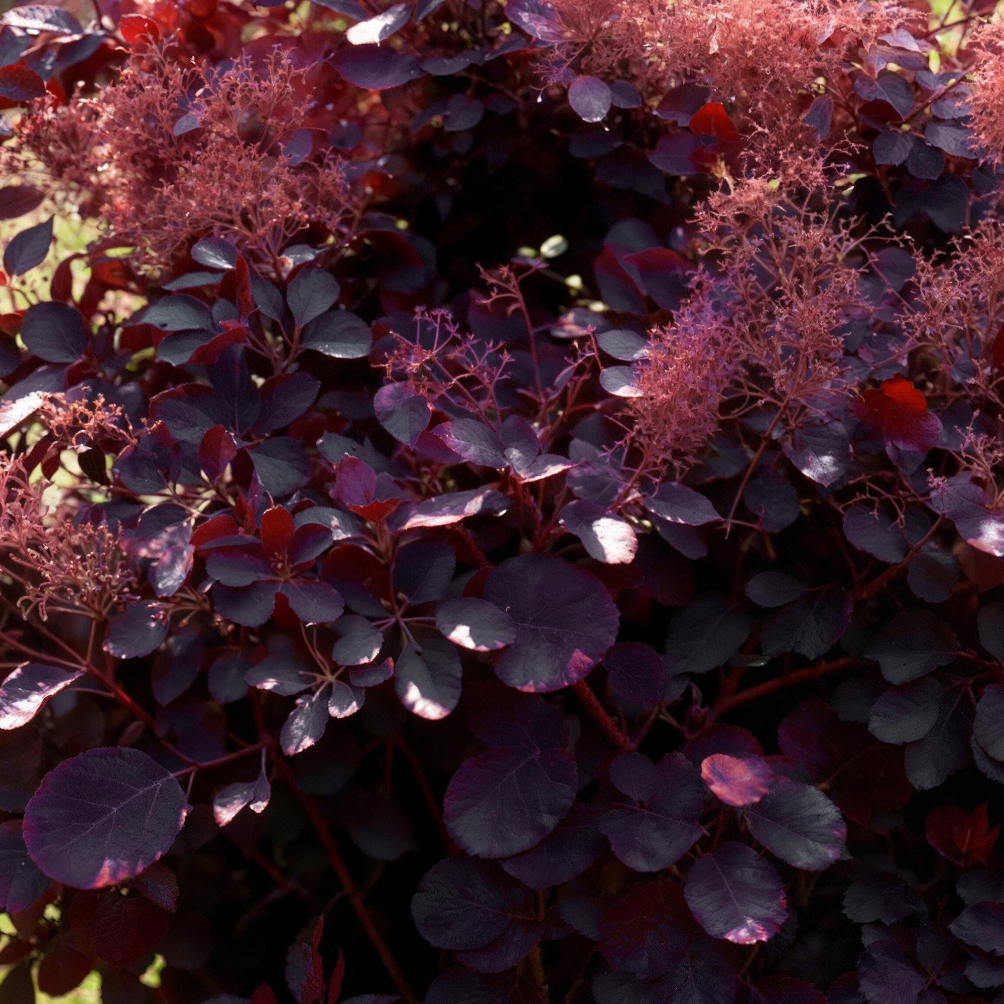 Cotinus coggyria Royal Purple - Paars - 1 Plant - Bladverliezend - Weinig Onderhoud - Pot 12cm Hoogte 35cm