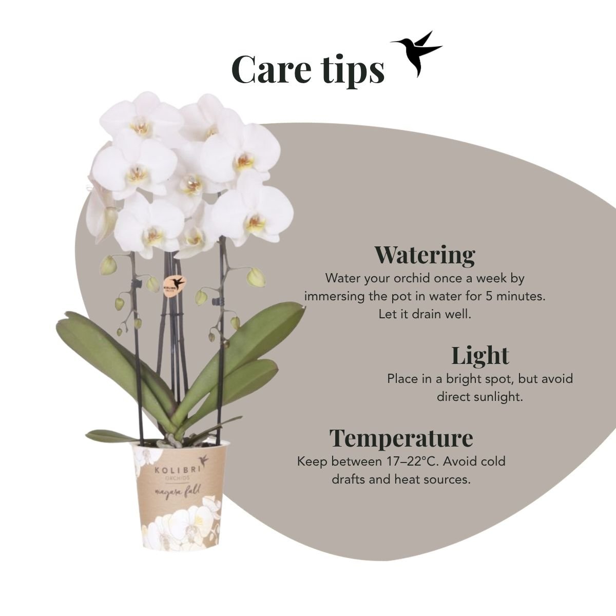 Kolibri Orchids | Combi Deal - 2 Witte Phalaenopsis Orchideeën Niagara Fall White - Ø12 cm
