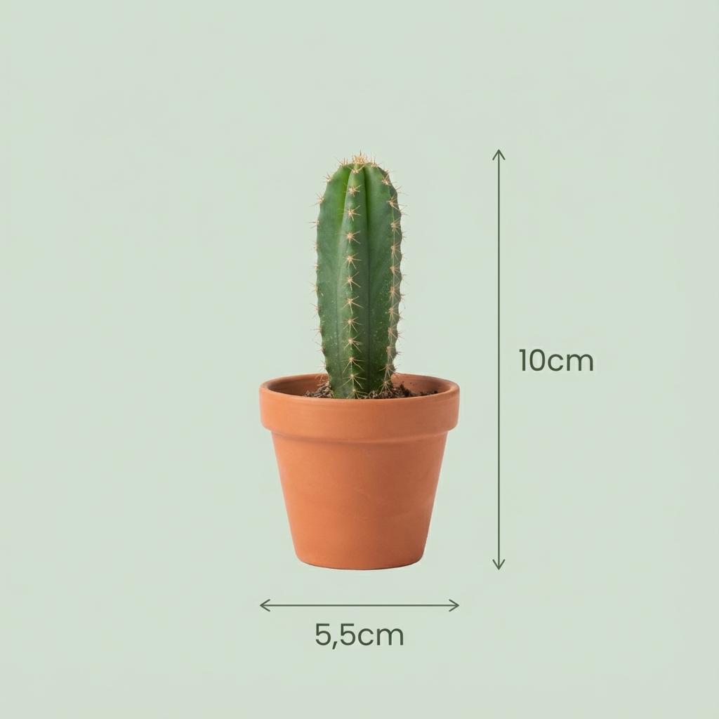 Mix van Echte Cactussen en Vetplanten - 12 Stuks - Ø 5,5 cm - Hoogte: 5-10 cm