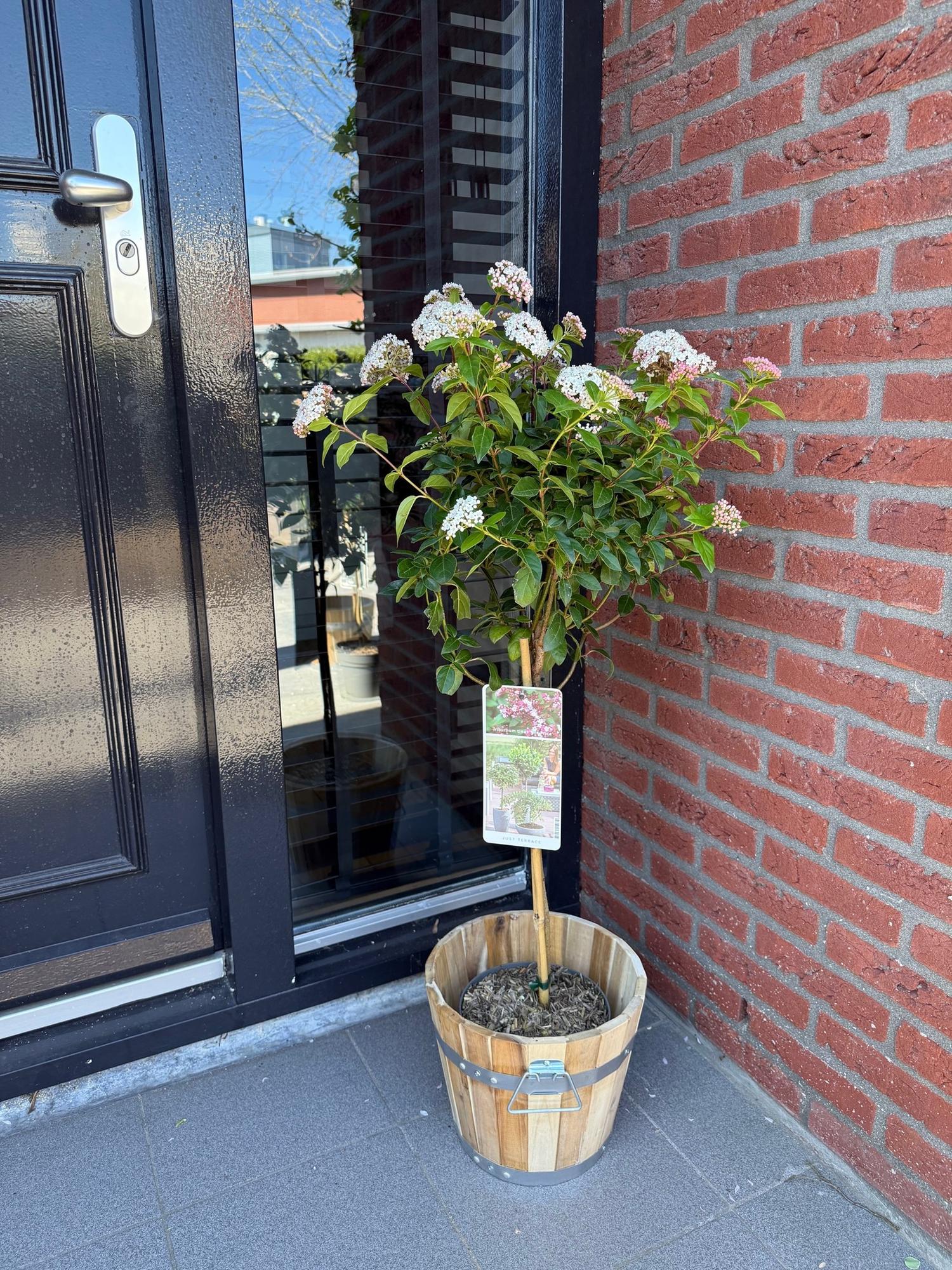 Green boutiQ - Pianta su stelo - Viburnum tinus Eve Price - Pianta da patio - Sempreverde - Resistente all'inverno - Fiore bianco-rosa - Vaso 19 cm Altezza 90 cm