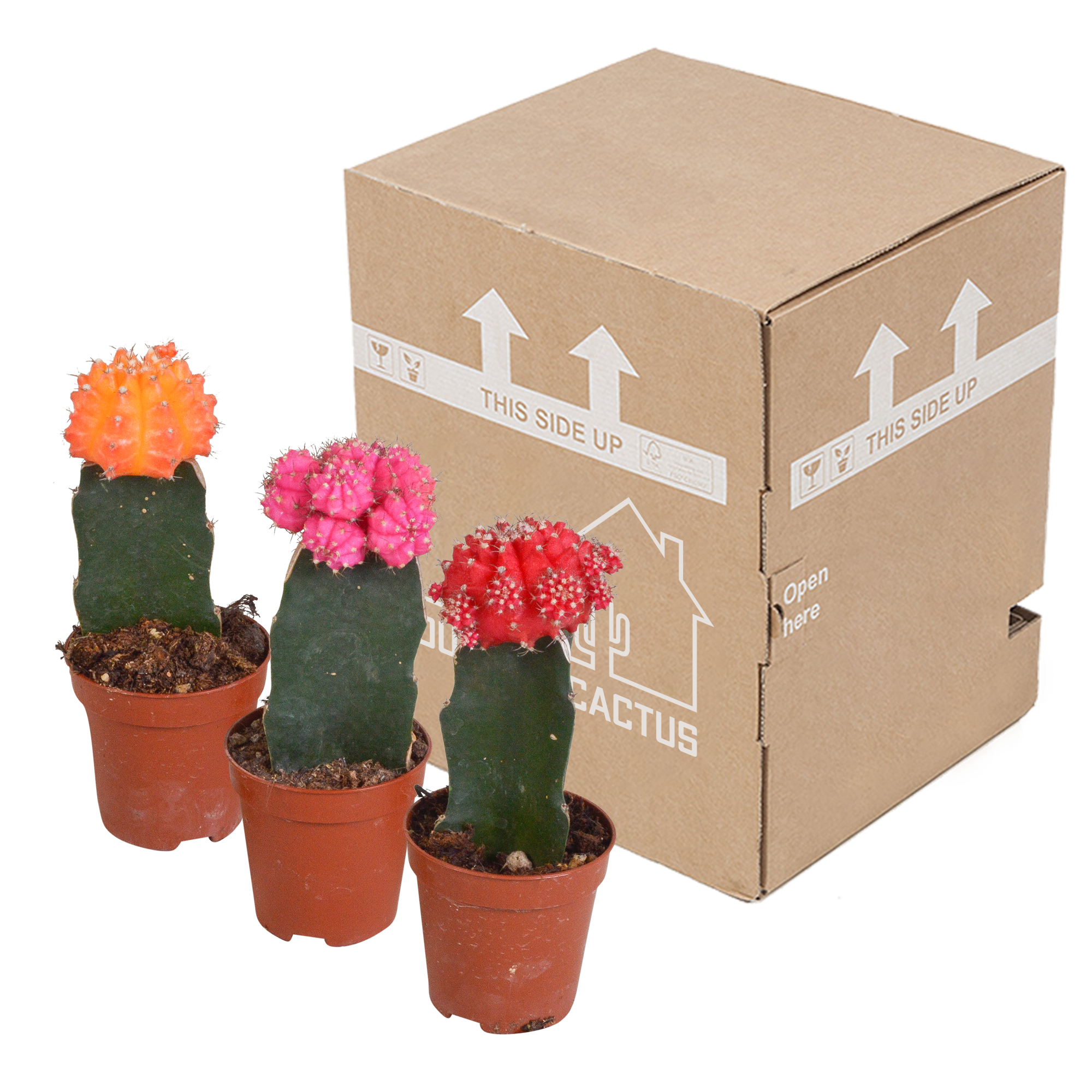 Euphorbia meloformis variegata - Gymnocalycium mix - 5,5 cm - 3x