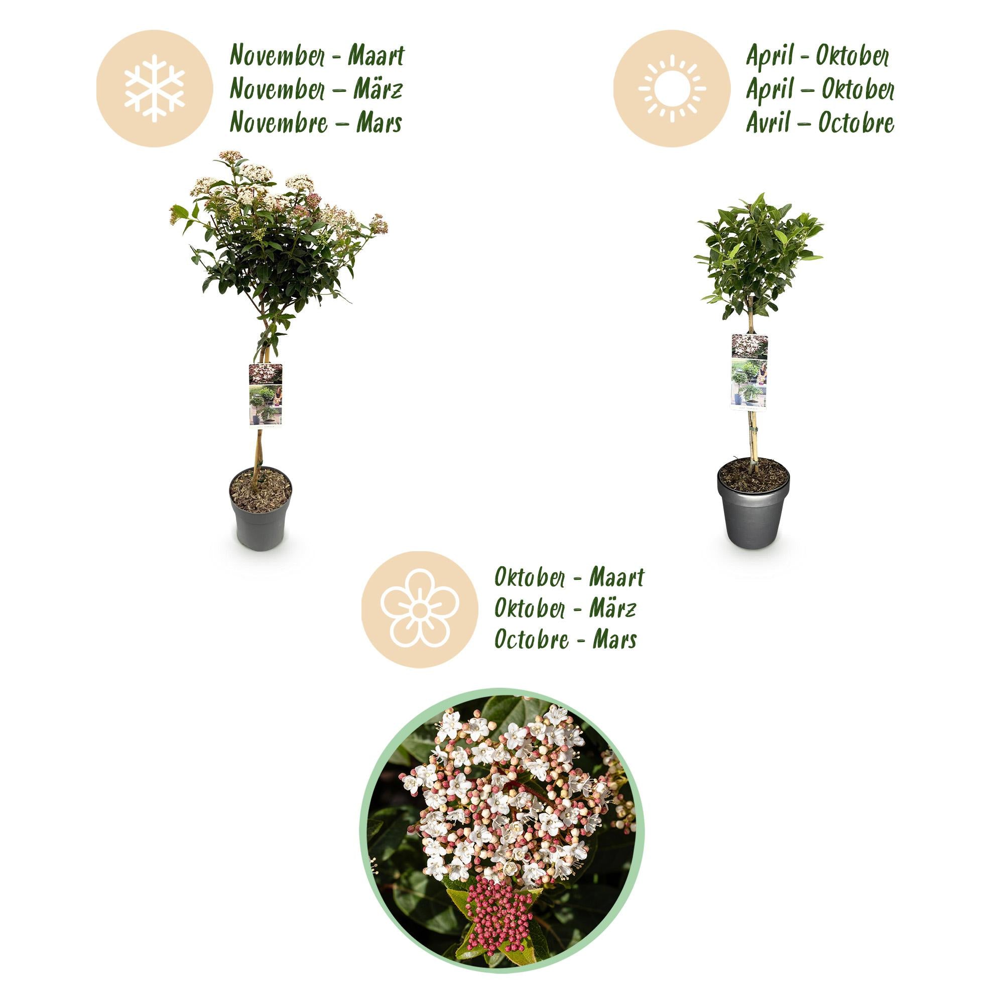 Viburnum tinus - Terras Plant - Bladhoudend - Winterhard - Wit-Roze Bloem - Pot 19cm Hoogte 90cm