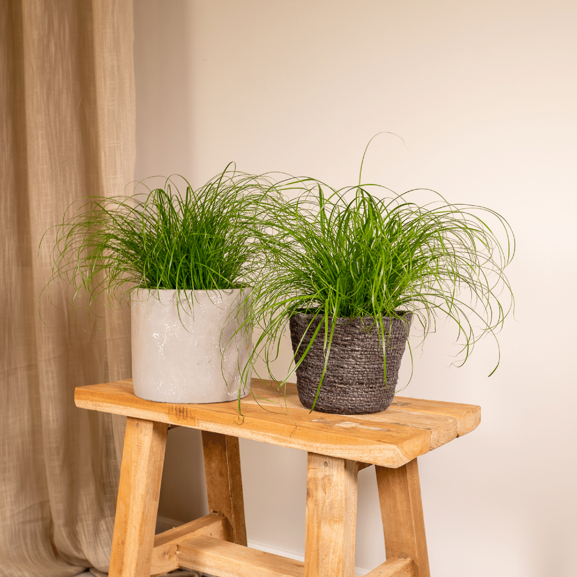 Cyperus Alternifolius (Herbe à chat) - 2 pièces - Ø12cm - ↕20cm