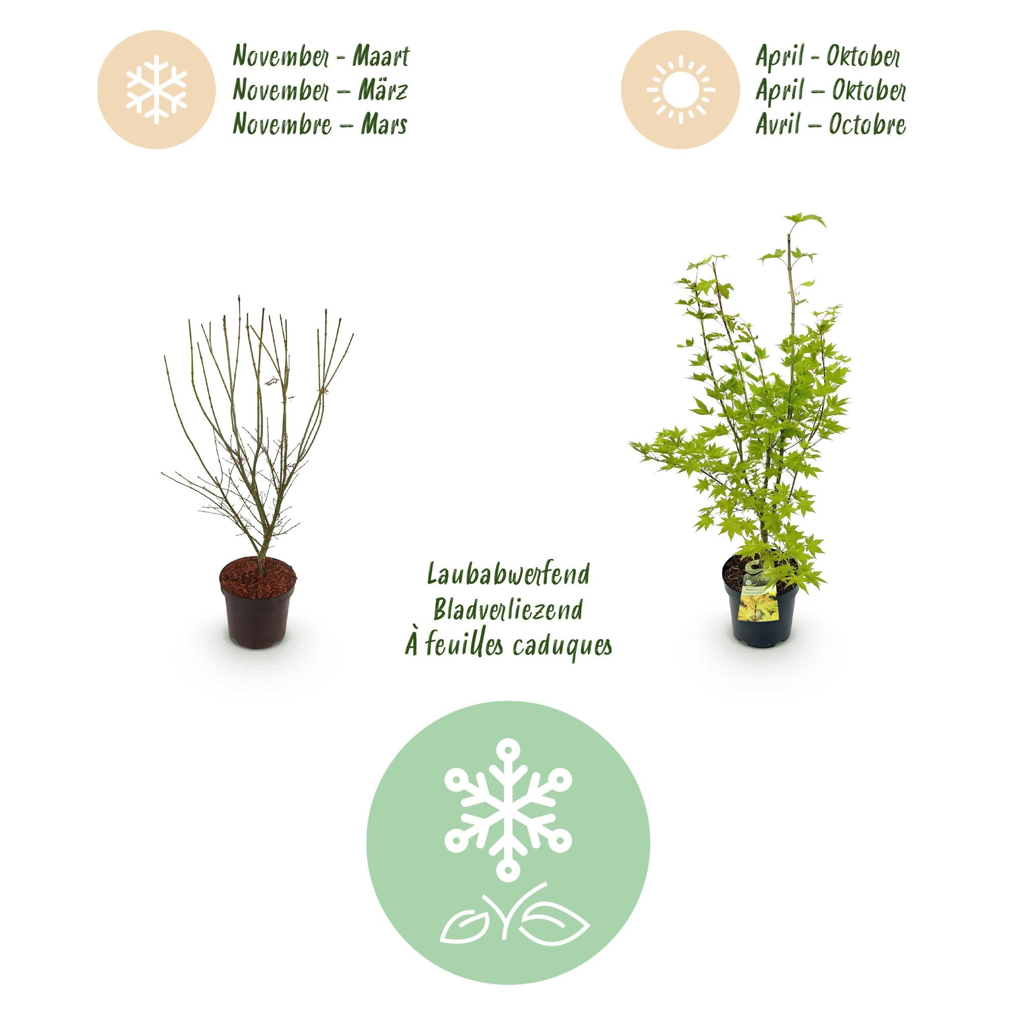Acer palmatum Summergold - Japanse Esdoorn - Bladverliezend - Geel - 1 - Pot 26cm - Hoogte 90cm
