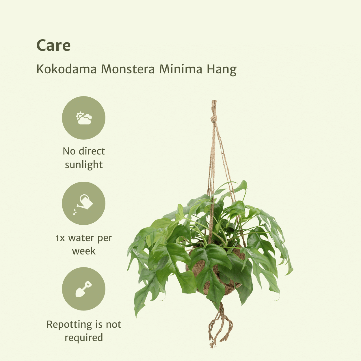 Kokodama Monstera Minima Hängepflanze (Fensterblatt) - 2 Stück - Ø 15 cm - ↕ 25 cm