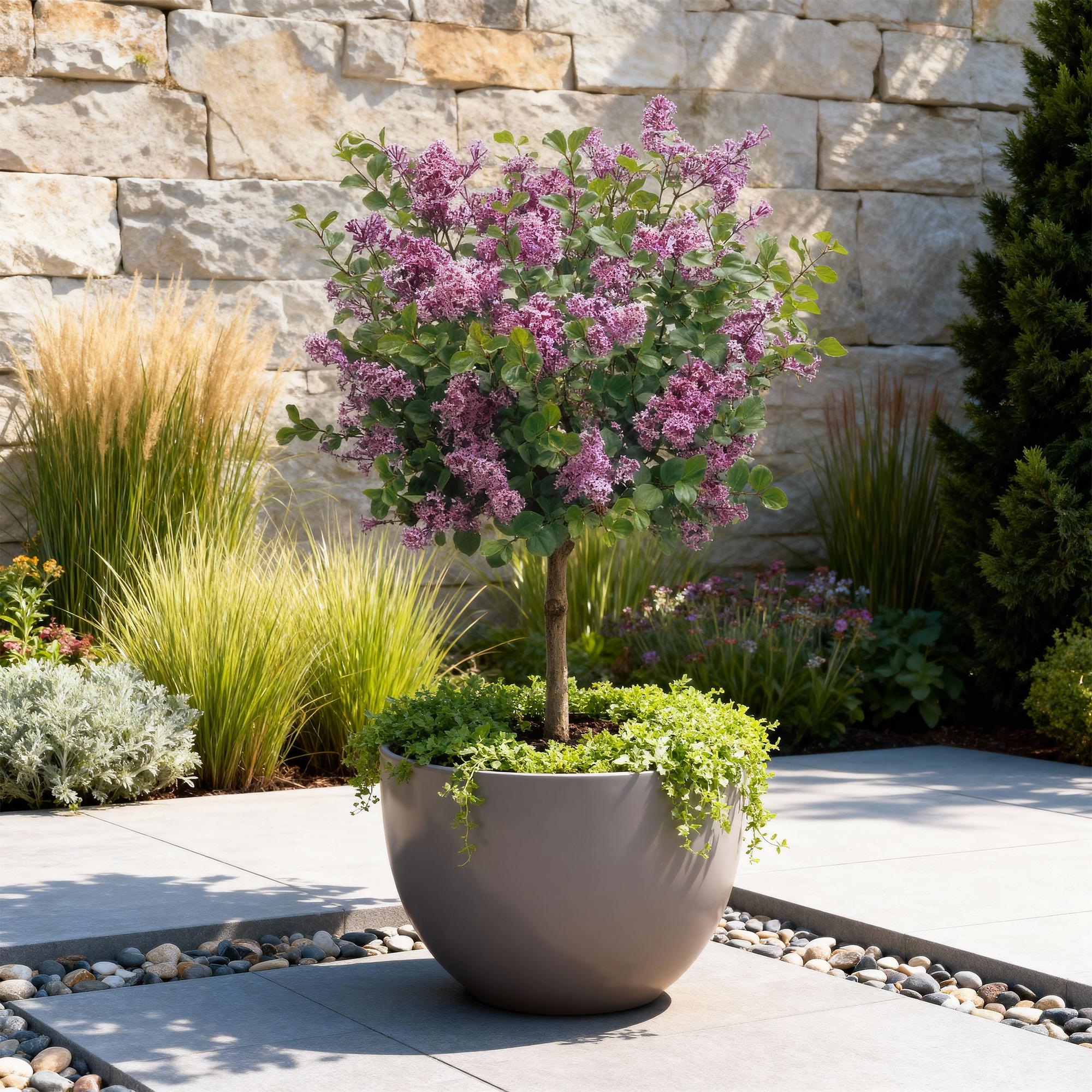 Syringa meyeri Palibin - Terras Plant - Bladverliezend - Winterhard- Paarse Bloem - Pot 19cm Hoogte 90cm