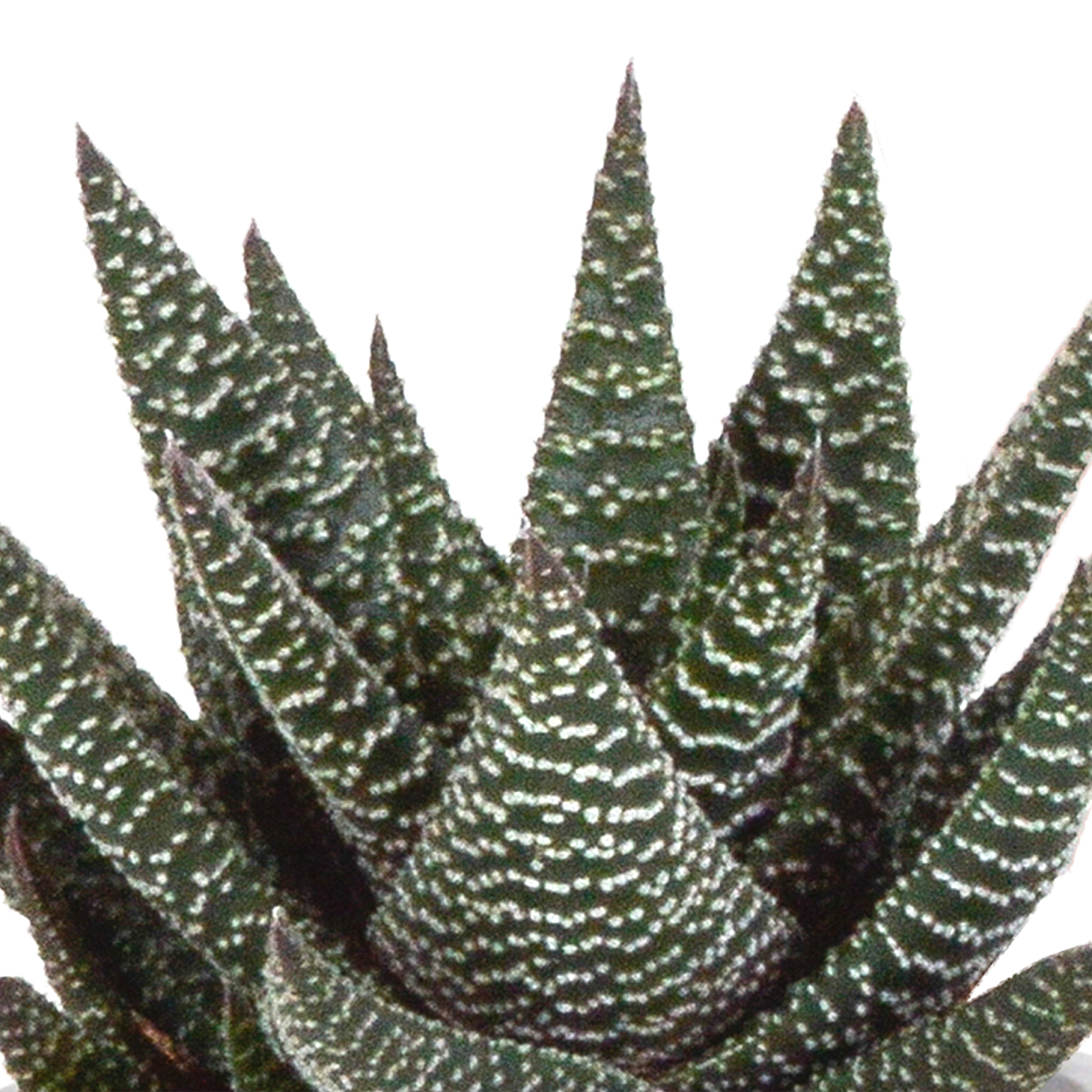 Gasteria/Haworthia mix 8,5cm - 3x - in Mexicaanse pot