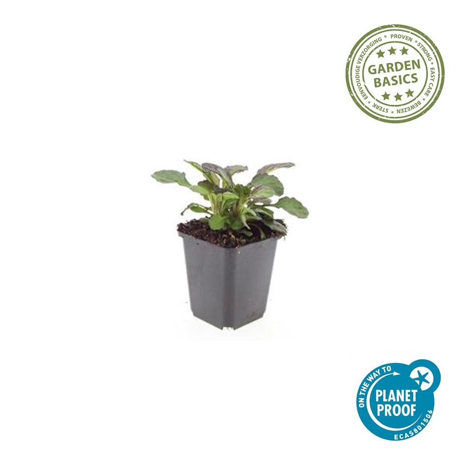 24x Ajuga reptans 'Catlin's Giant' - ↕10-25cm - Ø9cm