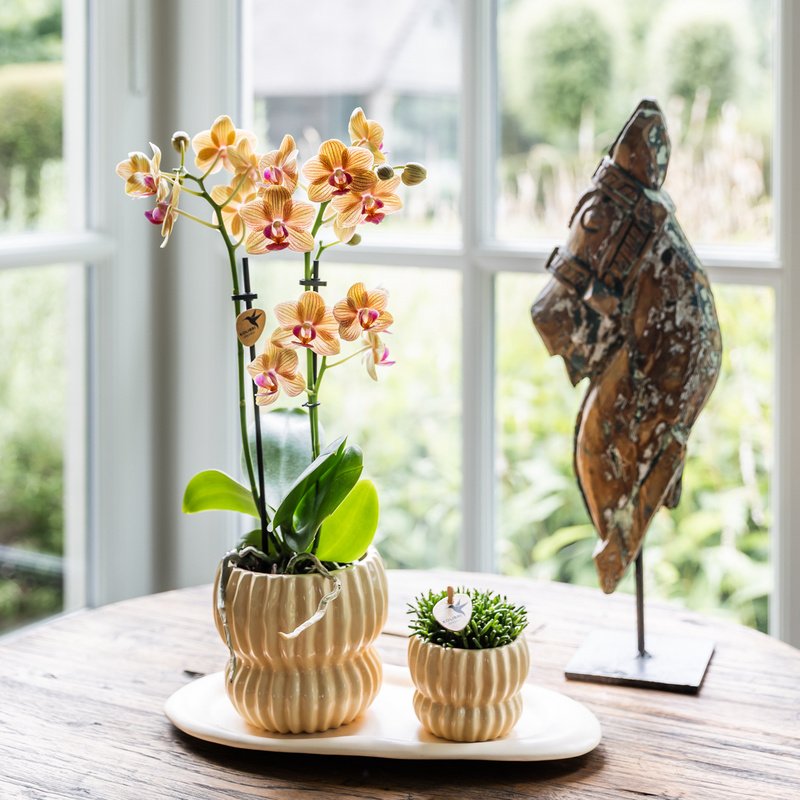 Kolibri Orchids | Oranje Jamaica orchidee + Horizon sierpot geel – potmaat Ø9cm