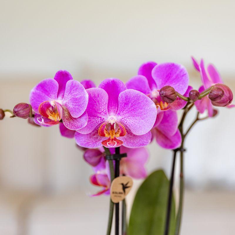 Kolibri Orchids | Purple-pink phalaenopsis orchid pot size Ø9cm | Frederikstad | flowering houseplant - fresh from the grower