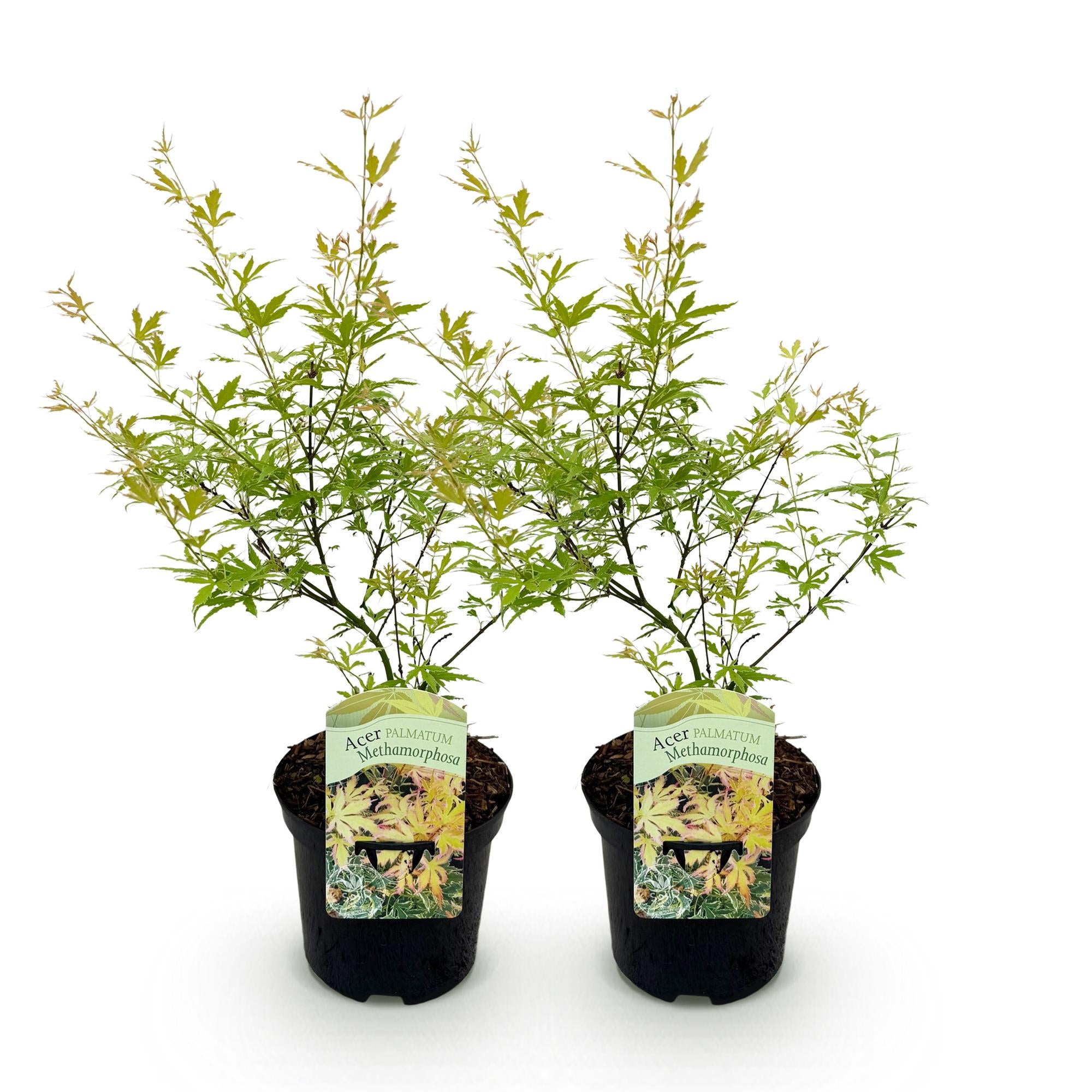 Green boutiQ - Pianta da patio - Acero giapponese - Acer palmatum Methamorphosa - Verde - 2 piante - Decidua - Vaso 19 cm Altezza 70 cm