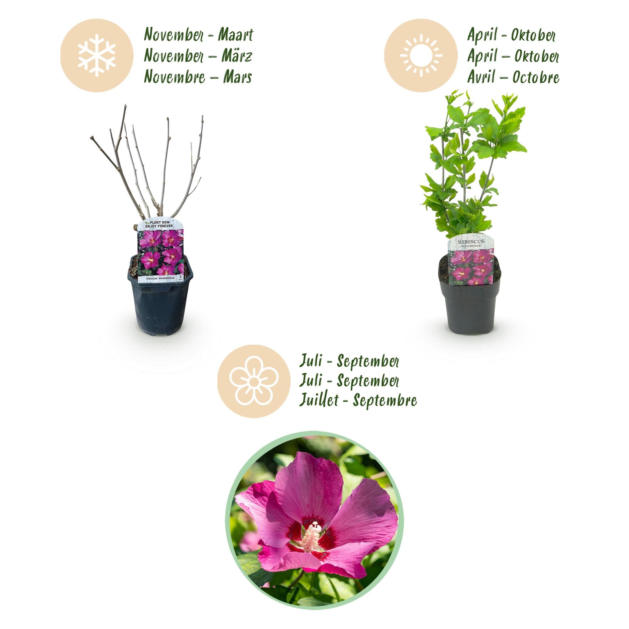 Hibiscus syriacus Woodbridge - Tuin Hibiscus - Winterhard - Roze - 3 Planten - Pot 17cm - Hoogte 45cm