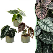 Baby Alocasia Tricolour 3x - Rood - Groen - Zwart - Tropisch - incl. Linnea Olive - Ø6cm - ↕12cm