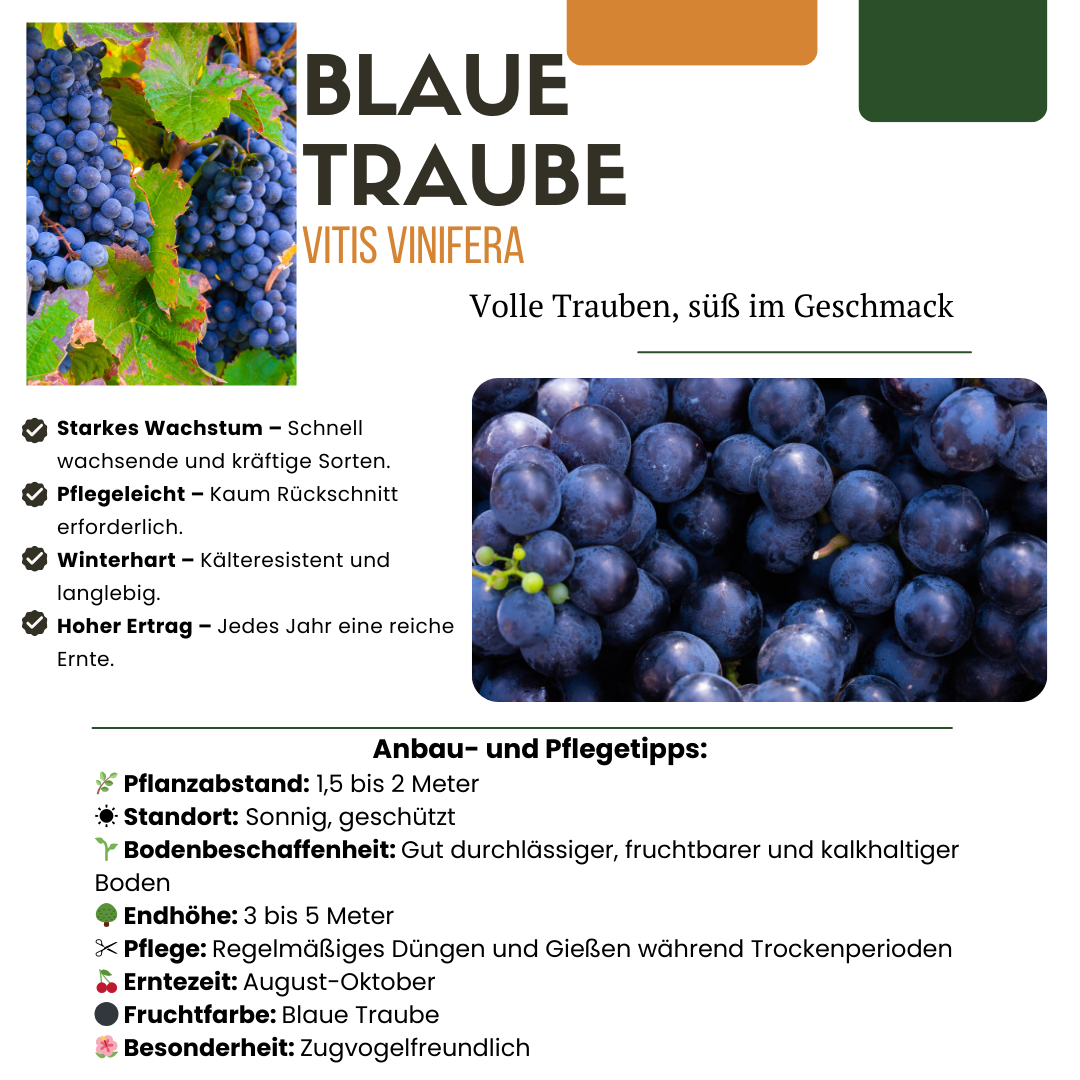 3 plants de vigne bio - Ø 13 cm - ↨ 20 cm