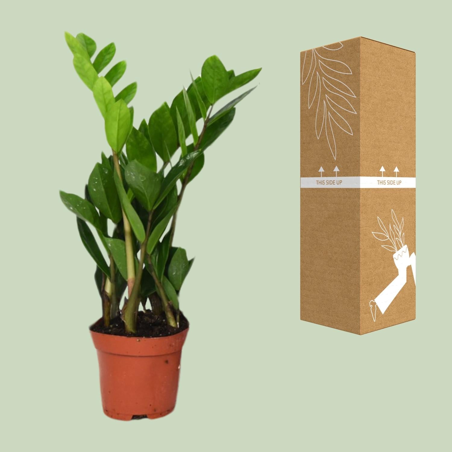 Zamioculcas Zamiifolia - Ø12 cm - ↕40 cm