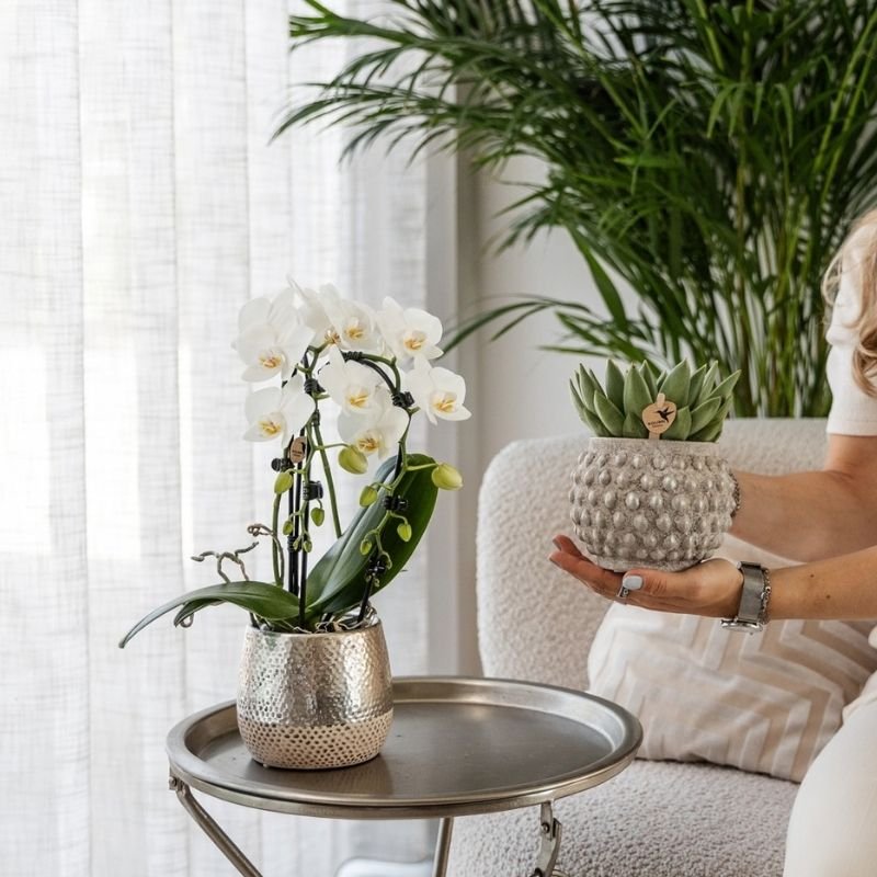 Kolibri Orchids | Witte Phalaenopsis orchidee - Niagara Fall White - Ø9cm