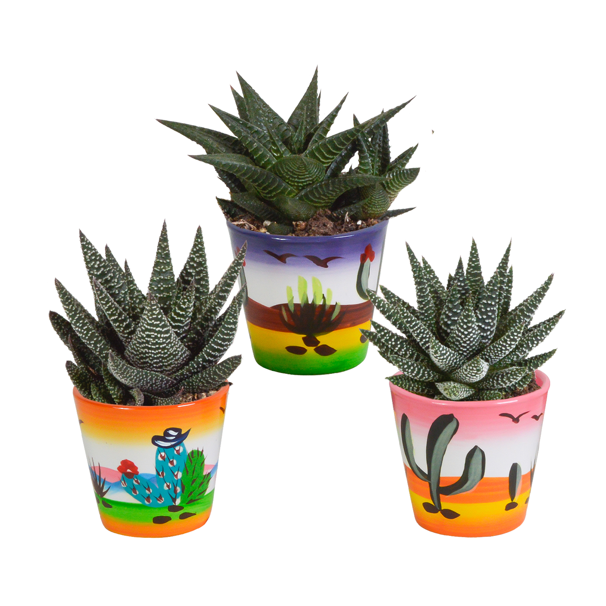 Gasteria/Haworthia mix 8,5cm - 3x - in Mexicaanse pot