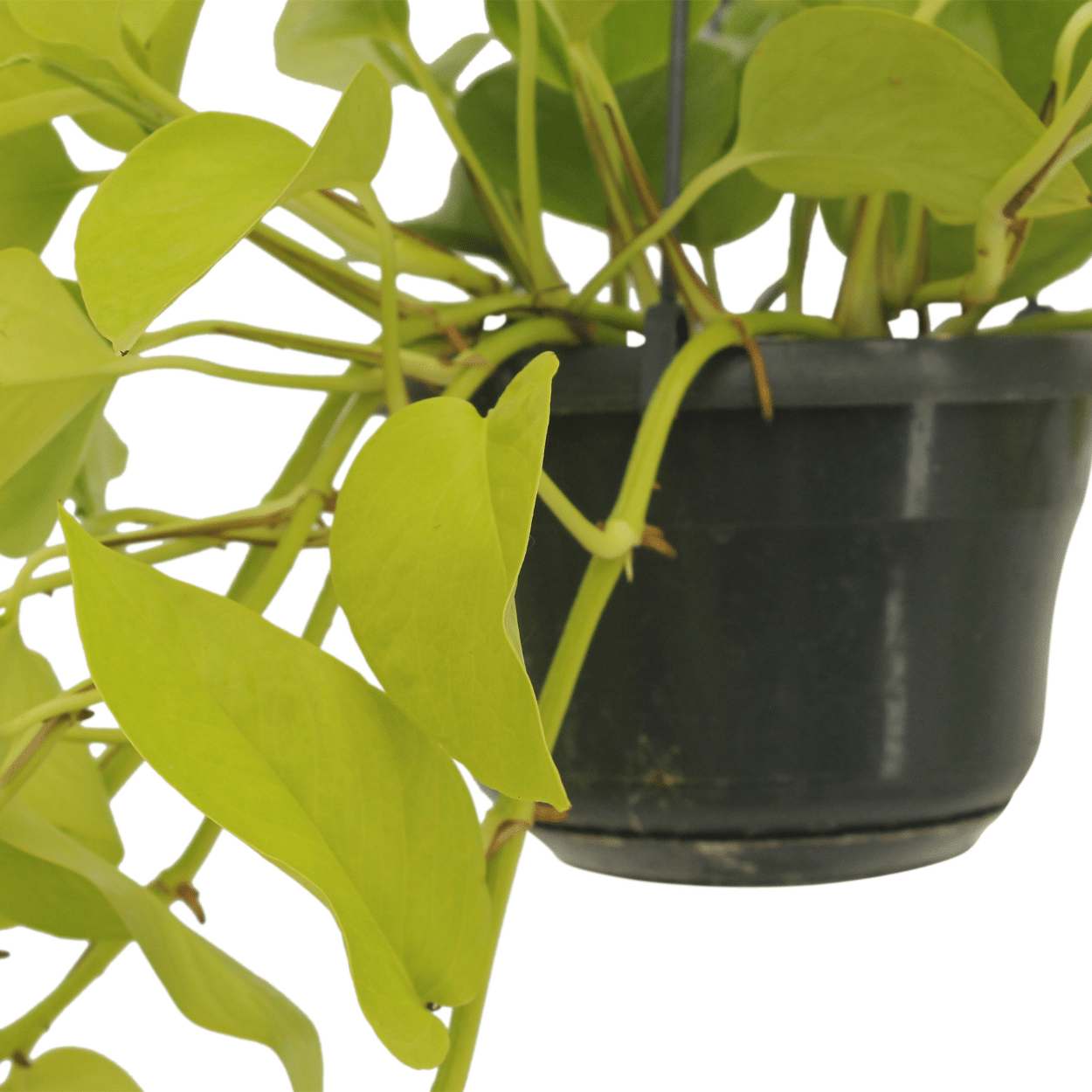 Epipremnum Golden Pothos (Scindapsus) - 2 pezzi - Ø15cm - ↕25cm