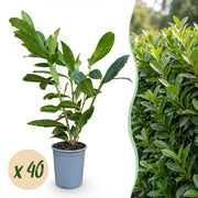 Prunus laur. Caucasica - Laurierkers 40x  - Haagplanten - Groenblijvend - Groen - Pot 9cm - Hoogte 25-35cm