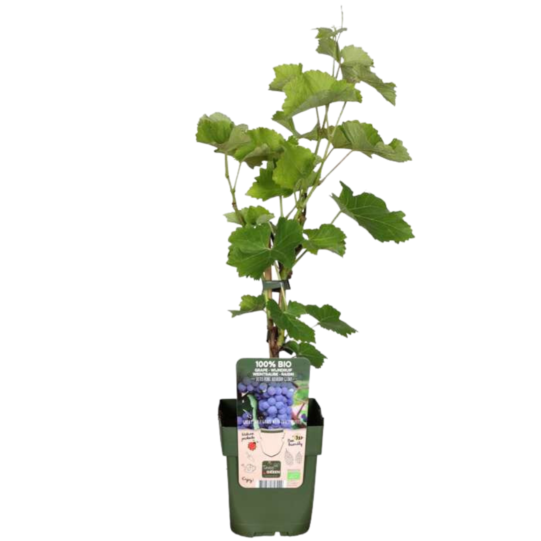 6 Bio-Rebpflanzen – Ø 13 cm – ↨ 20 cm
