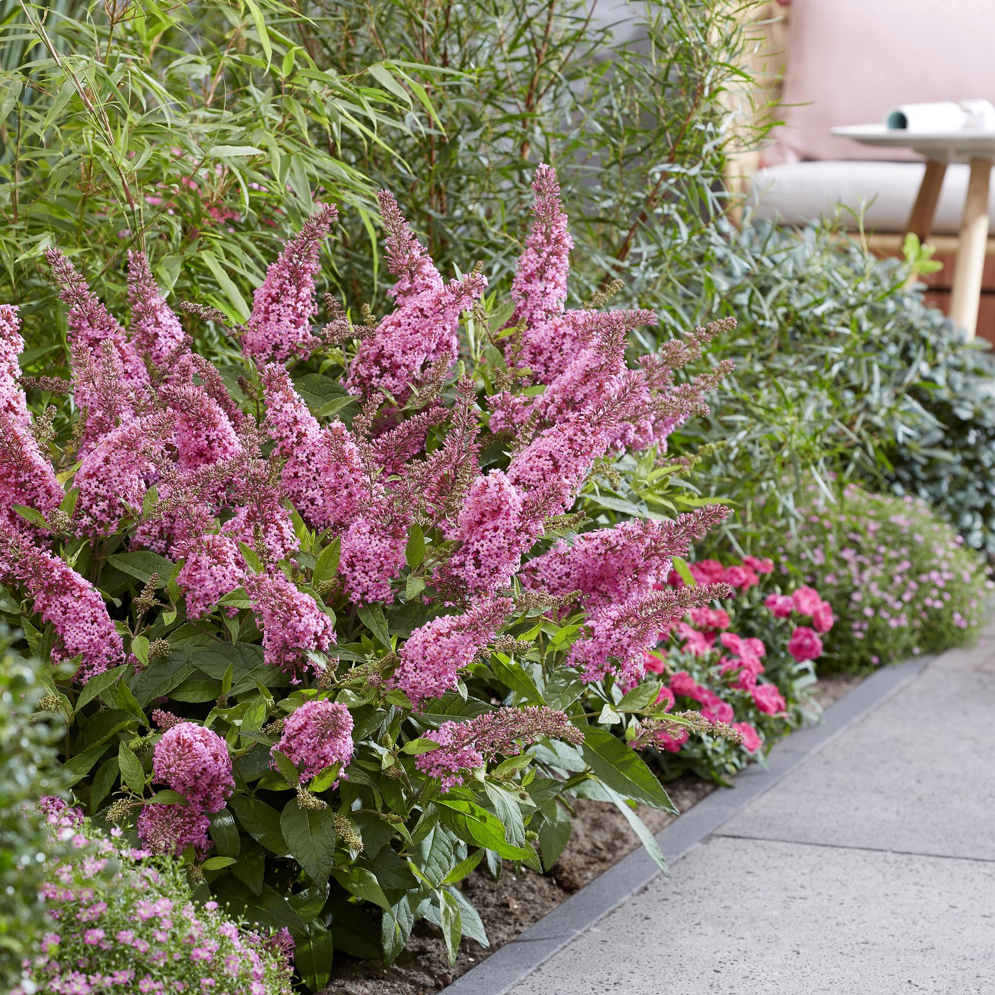 Buddleja davidii Butterfly Candy Little Pink - Vlinderstruik - Compact - Roze - 3 Planten - Pot 12cm - Hoogte 20-25cm