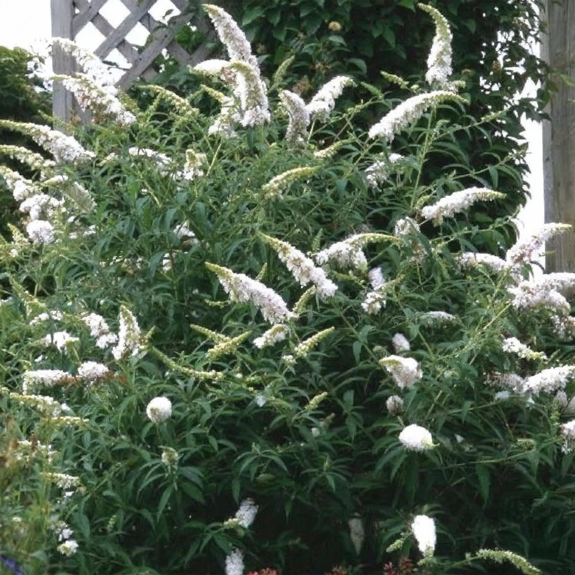 Buddleja davidii White Profusion - Vlinderstruik - Winterhard - Wit - 3 Planten - Pot 17cm - Hoogte 45cm