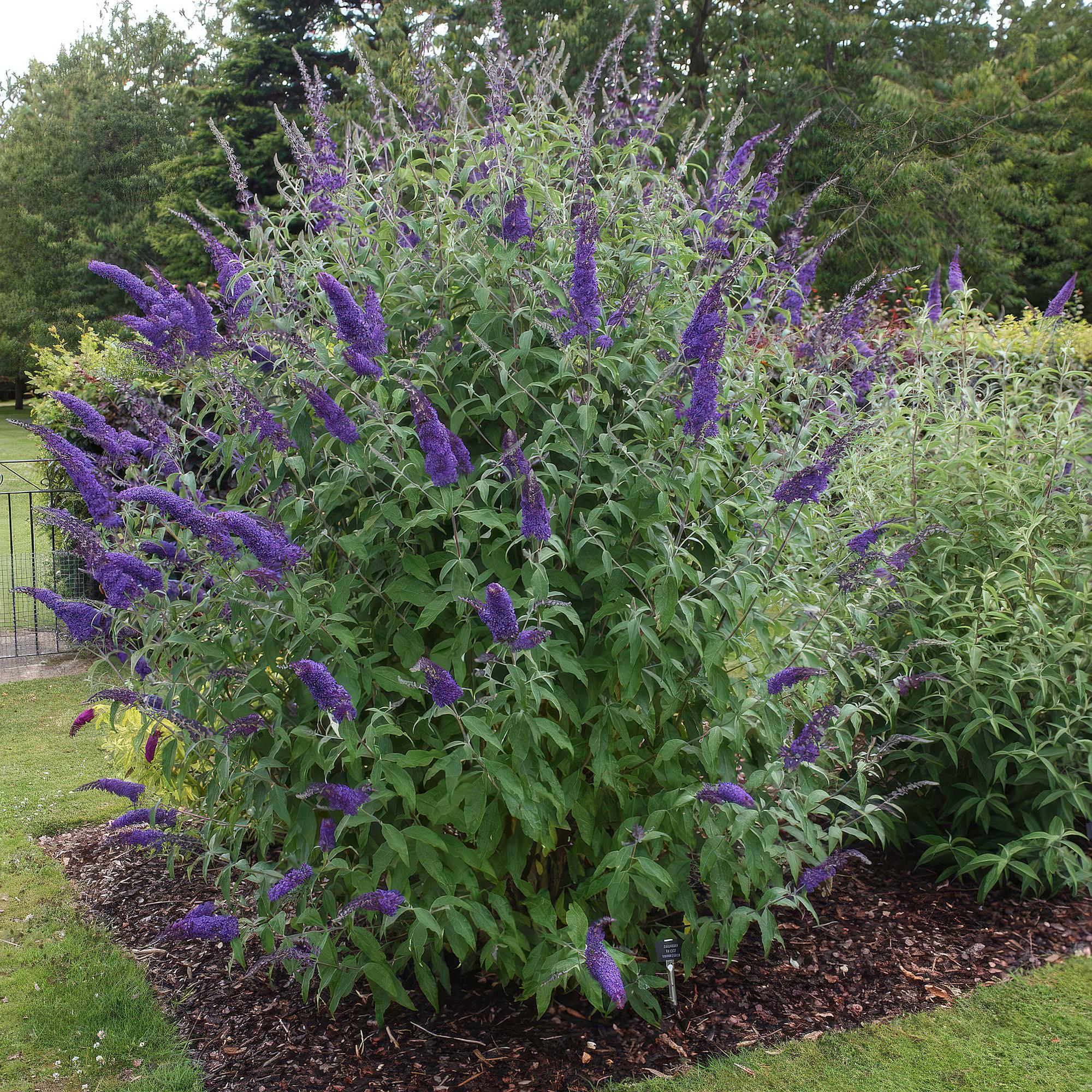 Buddleja davidii Empire Blue - Vlinderstruik - Winterhard - Blauw - 3 Planten - Pot 17cm - Hoogte 45cm