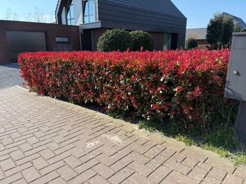 Photinia fraseri Carre Rouge - blad rood groen - 8 planten - 1 strekkende meter - groenblijvend - pot 9cm hoogte 30-35cm
