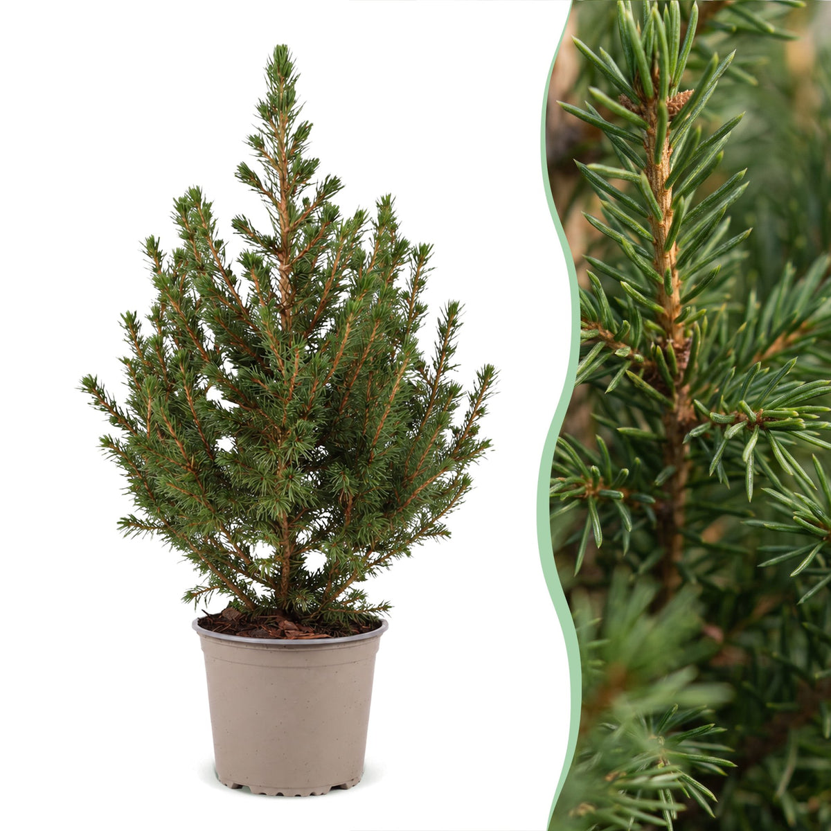 Picea glauca Conica - 4x Kegelspar - Groen - Kerstboom - Ø13cm - ↕45cm